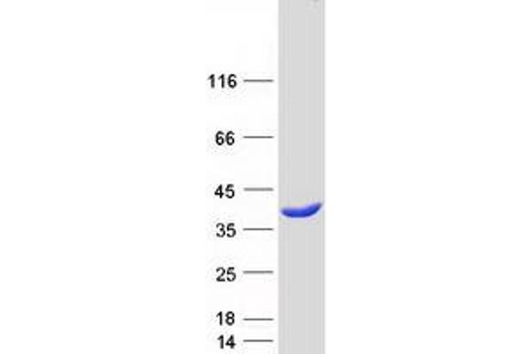 HOGA1 Protein (Transcript Variant 1) (Myc-DYKDDDDK Tag)