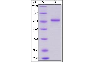 SDS-PAGE (SDS) image for Tumor Necrosis Factor Receptor Superfamily, Member 18 (TNFRSF18) (AA 26-161) (Active) protein (Fc Tag) (ABIN6253604)