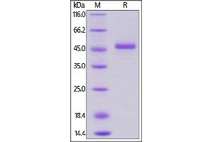 Human GITR, Fc Tag on  under reducing (R) condition. (TNFRSF18 Protein (AA 26-161) (Fc Tag))