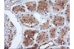 Immunohistochemical staining of paraffin-embedded Human Kidney tissue using anti-PSMA4 mouse monoclonal antibody.