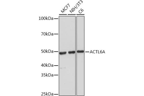 BAF53A 抗体