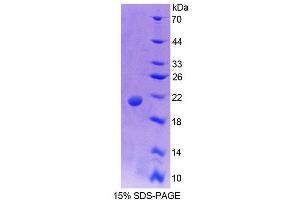 SDS-PAGE analysis of Mouse PTPN13 Protein. (PTPN13 Protein)
