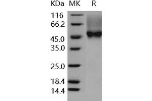 Western Blotting (WB) image for Fc Fragment of IgG, Low Affinity IIIa, Receptor (CD16a) (FCGR3A) (Active) protein (Biotin,His-Avi Tag) (ABIN7317018) (FCGR3A Protein (Biotin,His-Avi Tag))