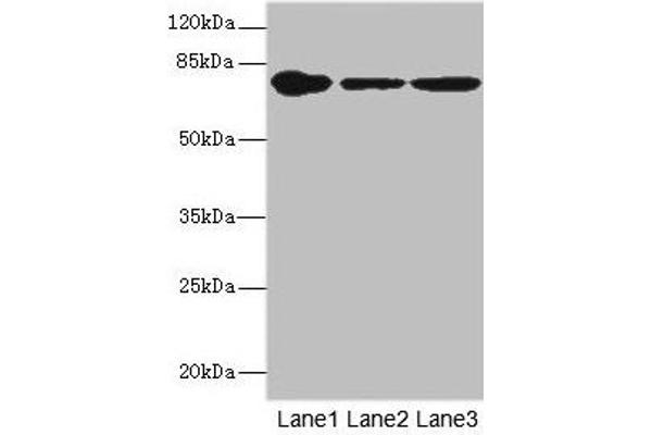 FZD3 antibody  (AA 23-205)