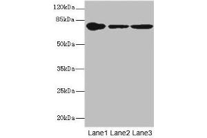 Western blot All lanes: FZD3 antibody at 1. (FZD3 antibody  (AA 23-205))