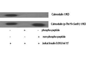 Western Blot analysis of various cells using Calmodulin Polyclonal Antibody diluted at 1:2000.
