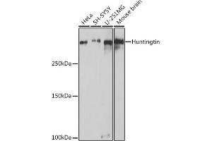 Western blot analysis of extracts of various cell lines, using Huntingtin antibody (ABIN7267794) at 1:1000 dilution. (Huntingtin antibody)