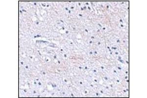 Immunohistochemical staining of human brain tissue using AP30768PU-N at 2.