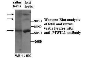 Image no. 1 for anti-Piwi-Like 1 (PIWIL1) (Internal Region) antibody (ABIN790869) (PIWIL1 antibody  (Internal Region))