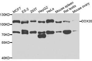 Western blot analysis of extracts of various cell lines, using DDX20 antibody. (DDX20 antibody)