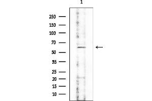 anti-Xylulokinase (XYLB) antibody