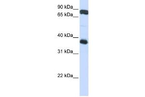 Western Blotting (WB) image for anti-Glycoprotein VI (Platelet) (GP6) antibody (ABIN2459082) (GP6 antibody)