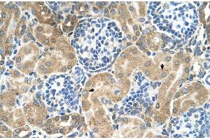 Human kidney (TM9SF1 antibody  (N-Term))