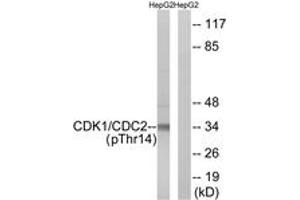 Western blot analysis of extracts from HepG2 cells treated with Forskolin 40nM 30', using CDK1/CDC2 (Phospho-Thr14) Antibody. (CDK1 antibody  (pThr14))