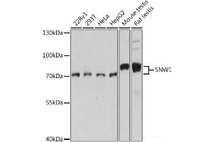 Western blot analysis of extracts of various cell lines using SNW1 Polyclonal Antibody at dilution of 1:1000. (SNW1 antibody)