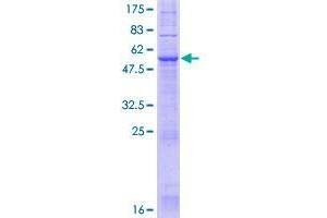 JKAMP Protein (AA 1-311) (GST tag)