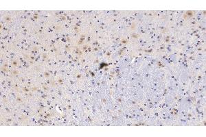 Detection of PEDF in Mouse Cerebellum Tissue using Monoclonal Antibody to Pigment Epithelium Derived Factor (PEDF) (PEDF antibody  (AA 19-417))