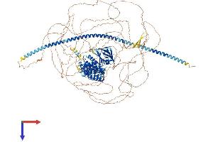 AlphaFold protein structure predicition of Mouse Recombinant Sycp2 Protein, UniprotID Q9CUU3 (SYCP2 Protein (AA 1-1500) (His tag))