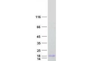 Chromosome 1 Open Reading Frame 53 (C1ORF53) protein (Myc-DYKDDDDK Tag)
