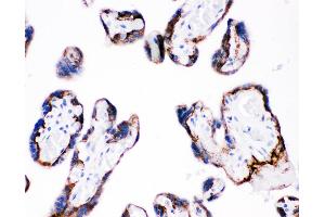 Anti-Integrin beta 4 Picoband antibody,  IHC(P): Human Placenta Tissue (Integrin beta 4 antibody  (AA 28-266))