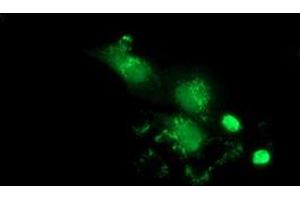 Anti-PBLD mouse monoclonal antibody (ABIN2453426) immunofluorescent staining of COS7 cells transiently transfected by pCMV6-ENTRY PBLD (RC202328).