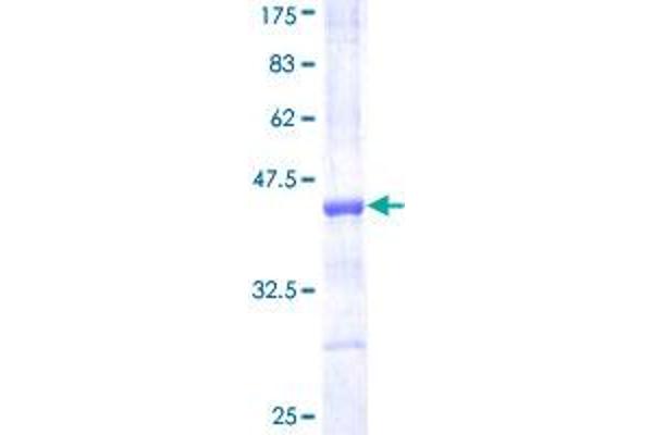 TCF12 Protein (AA 364-453) (GST tag)