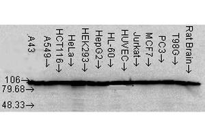 Western Blot analysis of Human Cell lysates showing detection of Hsp90 alpha protein using Mouse Anti-Hsp90 alpha Monoclonal Antibody, Clone K41220A . (HSP90 alpha/beta antibody  (AA 291-304) (Biotin))