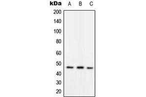 Western blot analysis of RAD52 (pY104) expression in HepG2 (A), mouse spleen (B), rat spleen (C) whole cell lysates. (RAD52 antibody  (pTyr104))