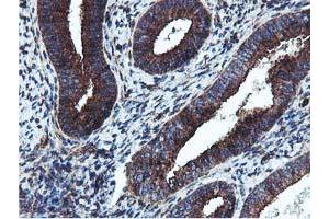 Immunohistochemical staining of paraffin-embedded Human endometrium tissue using anti-EPN2 mouse monoclonal antibody. (Epsin 2 antibody)