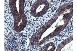 Immunohistochemical staining of paraffin-embedded Human endometrium tissue using anti-EPN2 mouse monoclonal antibody.
