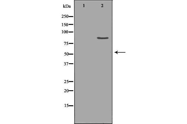 Chloride Channel 5 antibody  (Internal Region)