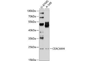 Western blot analysis of extracts of various cell lines, using CE antibody (ABIN6130864, ABIN6138372, ABIN6138373 and ABIN6214170) at 1:1000 dilution. (CEACAM4 antibody  (AA 36-155))