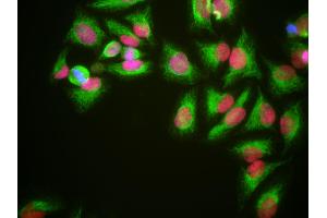 HeLa cells grown in tissue culture and stained with HMG1 / HMGB1 antibody (red), chicken polyclonal antibody to Vimentin (green) and DNA (blue).