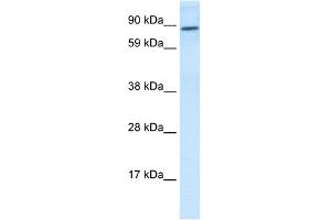 WB Suggested Anti-TCF4 Antibody Titration:  0. (TCF4 antibody  (N-Term))