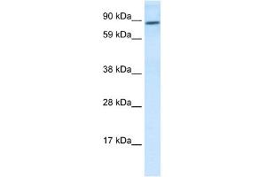 WB Suggested Anti-TCF4 Antibody Titration:  0.