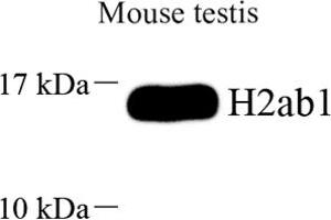 Western blot analysis of H2ab1 (ABIN7074228) at dilution of 1: 2000 (H2-AB1 antibody)