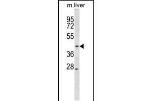 Western blot analysis in mouse liver tissue lysates (35ug/lane). (MEK2 antibody  (N-Term))