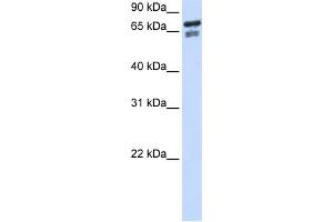 WB Suggested Anti-TCF25 Antibody Titration:  0. (TCF25 antibody  (N-Term))