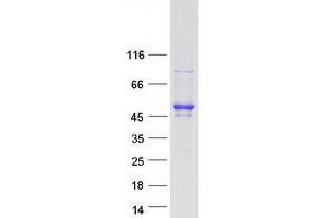 Validation with Western Blot (CDC42EP4 Protein (Myc-DYKDDDDK Tag))