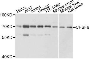 Western blot analysis of extracts of various cell lines, using CPSF6 antibody. (CPSF6 antibody)