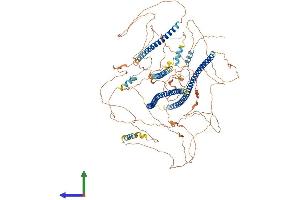 AlphaFold protein structure predicition of Mouse Recombinant Amot Protein, UniprotID Q8VHG2