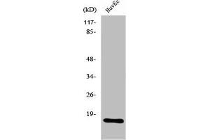 Western Blot analysis of MCF7 cells using Ribosomal Protein L26L Polyclonal Antibody (RPL26L1 antibody  (C-Term))