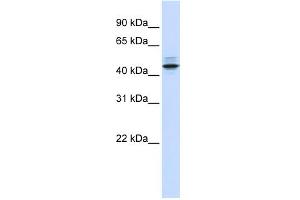 WB Suggested Anti-PSMC3 Antibody Titration: 0. (PSMC3 antibody  (N-Term))