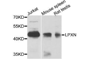 Western blot analysis of extracts of various cell lines, using LPXN antibody (ABIN6003535) at 1/1000 dilution.