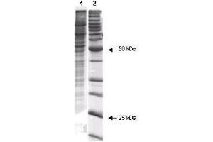 Coommassie stained SDS-PAGE of 20 µl of Human Derived 293 Whole Cell Lysate (Ready-to-Use) separated in a 4-20% gradient gel under non-reducing conditions (lane 1).