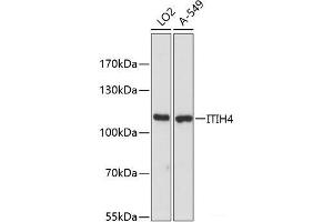 Western blot analysis of extracts of various cell lines using ITIH4 Polyclonal Antibody at dilution of 1:3000. (ITIH4 antibody)