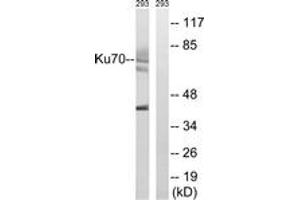 Western blot analysis of extracts from 293 cells, using Ku70 (Ab-5) Antibody. (XRCC6 antibody  (AA 1-50))