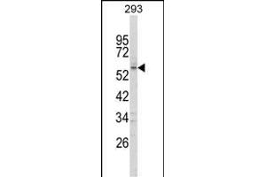 Western blot analysis of FOXC1 Antibody (C-term) (ABIN652854 and ABIN2842554) in 293 cell line lysates (35 μg/lane). (FOXC1 antibody  (C-Term))