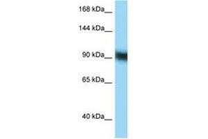 Image no. 1 for anti-Zinc Finger Protein 62 (ZFP62) (C-Term) antibody (ABIN6748105) (Zinc Finger Protein 62 (ZFP62) (C-Term) antibody)
