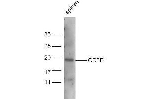 Mouse spleen lysate probed with Anti-CD3E Polyclonal Antibody, Unconjugated  at 1:5000 for 90 min at 37˚C. (CD3 epsilon antibody  (AA 23-120))